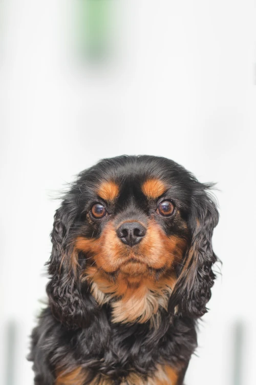 Portraitfoto von Security Sky, Mitarbeiter bei der TOPOS Versicherungskontor GmbH, vor einem neutralen Hintergrund.